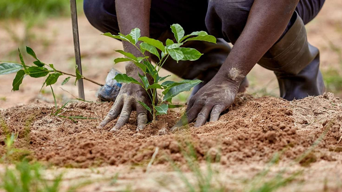 Tree-Aid (1)